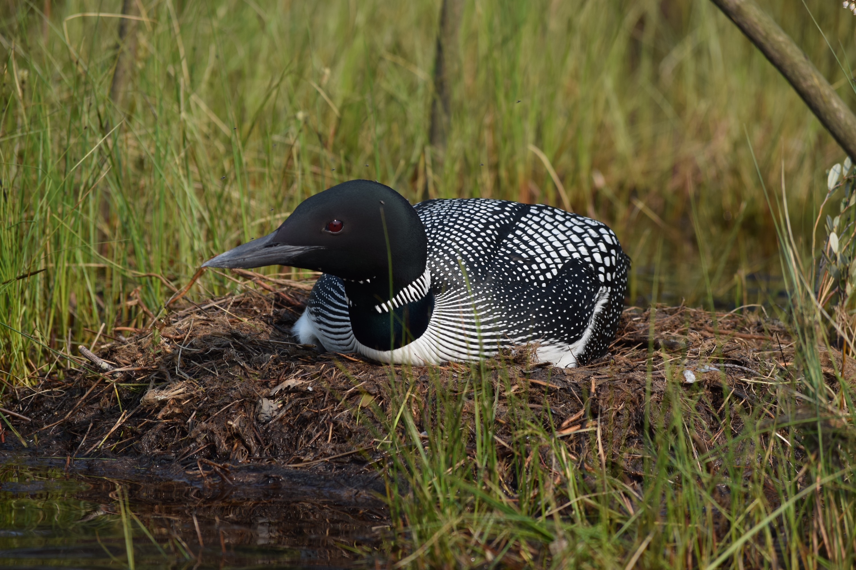 A common loon at its nest beside a Northwoods lake — the wildlife our AIS prevention efforts protect